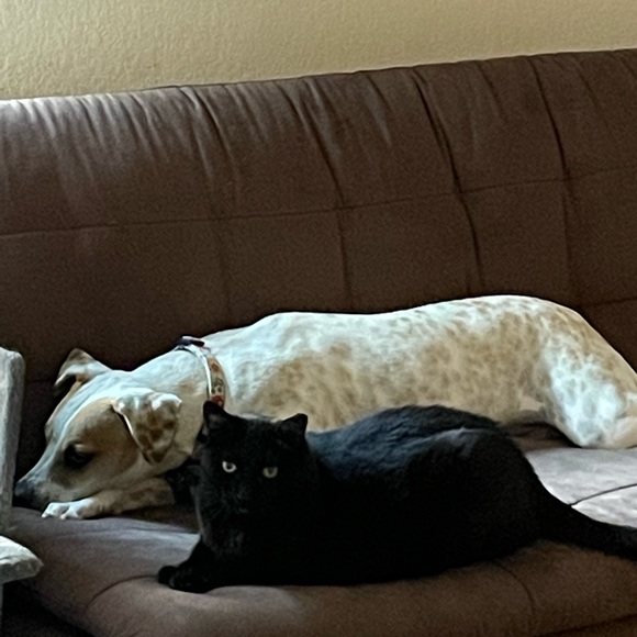 Meet your Posher, Dawn - Picture 6 of 7